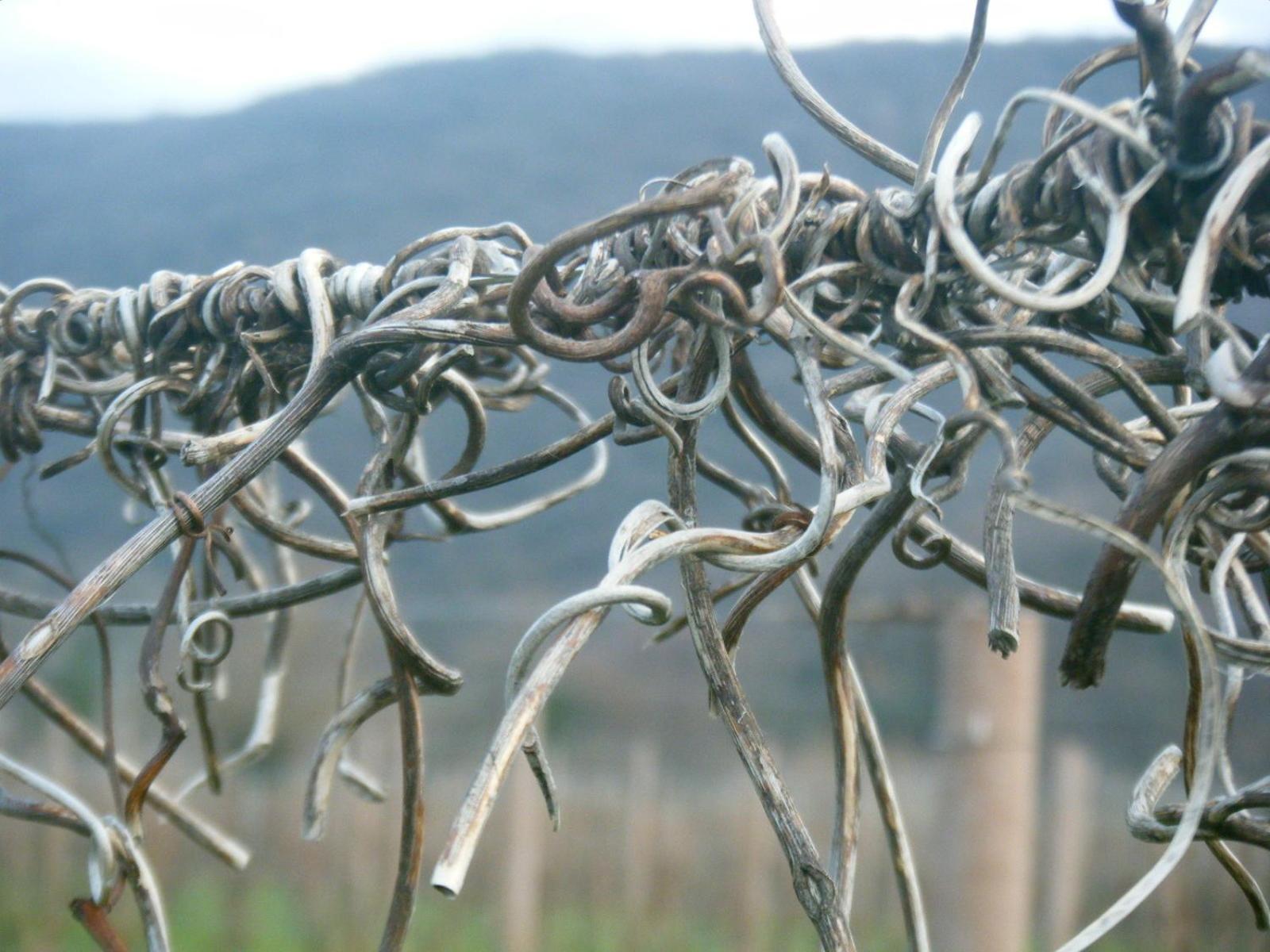 Prepotto  Agriturismo Grillo Iole Winery מראה חיצוני תמונה